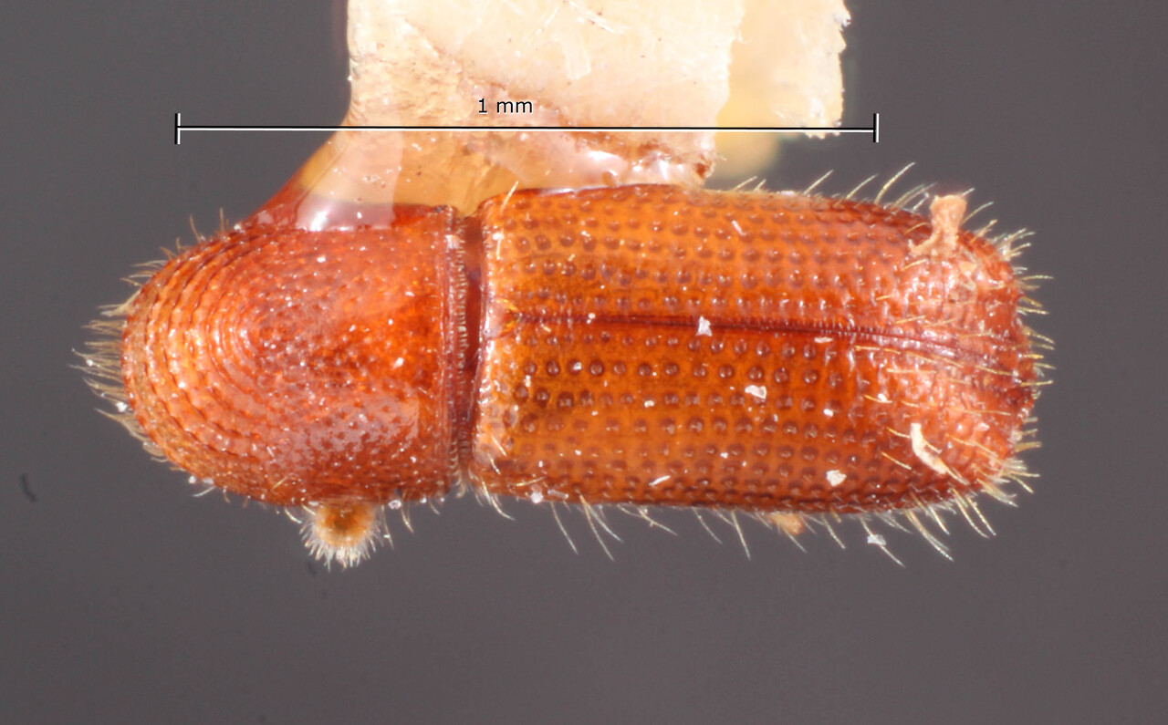 Genus / Species: Pityophthorus antillicus | Image Author: TH Atkinson | Location: Rep. Dominicana, Jarabacoa | Image Type: holotype | Collection: Entomology