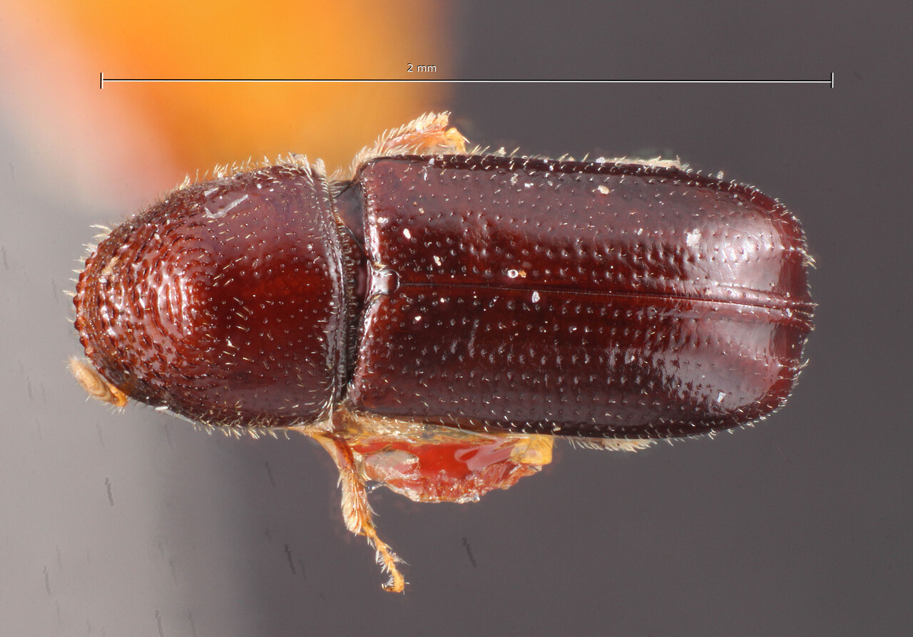 Genus / Species: Pityophthorus aquilus | Image Author: TH Atkinson | Location: United States, Arizona, Kaibab N.F. | Image Type: holotype | Collection: Entomology