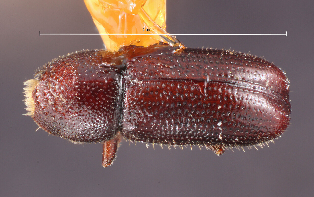 Genus / Species: Pityophthorus venustus | Image Author: TH Atkinson | Location: United States, California, Meyers | Image Type: holotype | Collection: Entomology