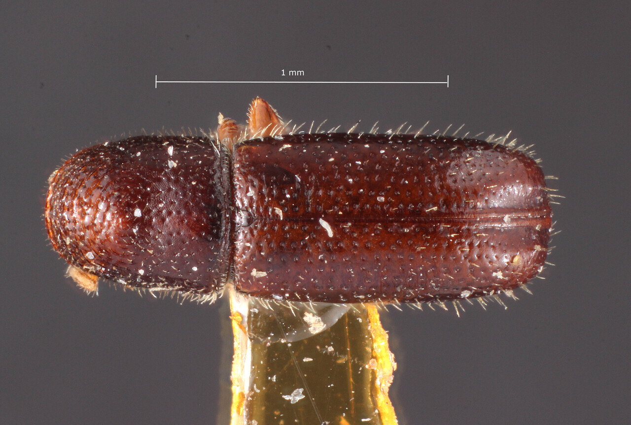 Genus / Species: Pityophthorus balsameus | Image Author: TH Atkinson | Location: United States, Maine, Orono | Image Type: holotype | Collection: Entomology