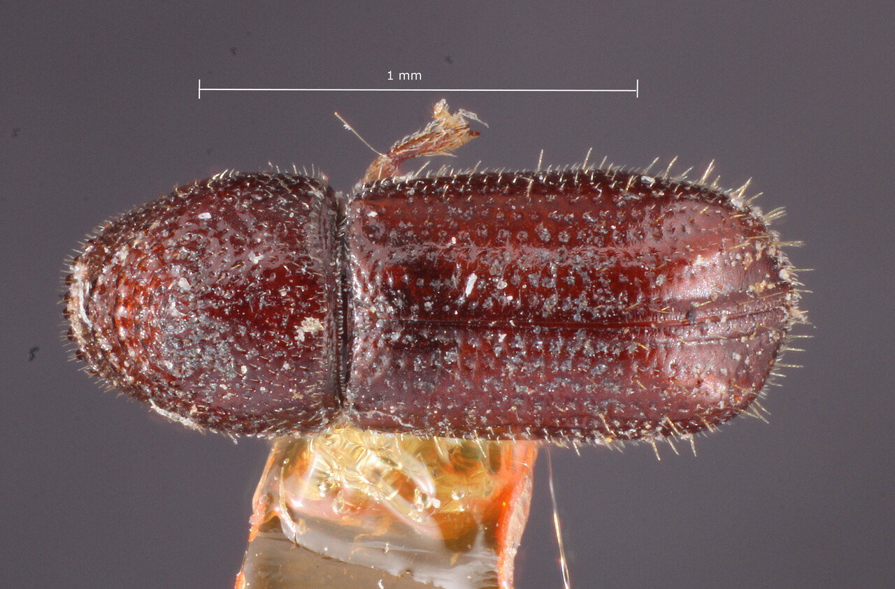 Genus / Species: Pityophthorus barberi | Image Author: TH Atkinson | Location: United States, New Mexico, Las Vegas Hot Springs | Image Type: Lectotype | Collection: Entomology