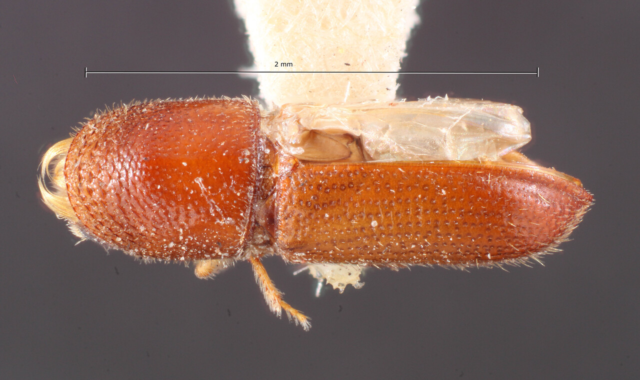Genus / Species: Pityophthorus confusus confusus | Image Author: TH Atkinson | Location: United States, West Virginia, Monongalia Co. | Image Type: holotype | Collection: Entomology