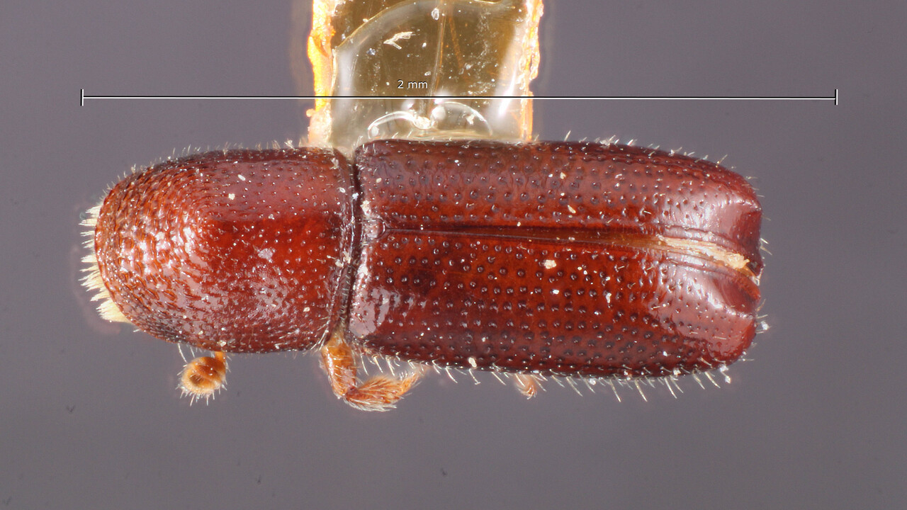 Genus / Species: Pityophthorus biovalis | Image Author: TH Atkinson | Location: United States, Maine, Brunswick | Image Type: holotype | Collection: Entomology