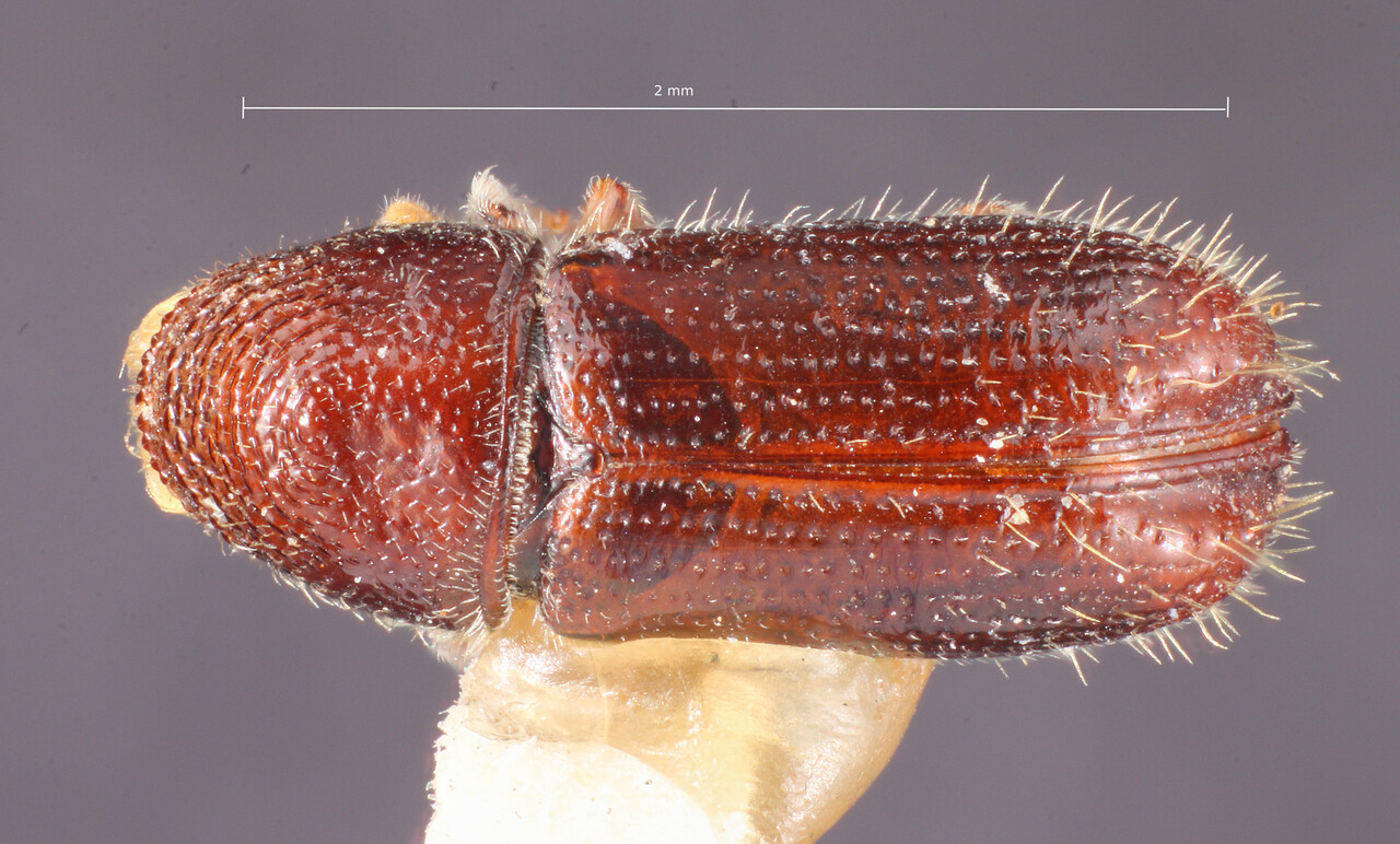 Genus / Species: Pityophthorus blackmani | Image Author: TH Atkinson | Location: México, México, Amecameca | Image Type: holotype | Collection: Entomology