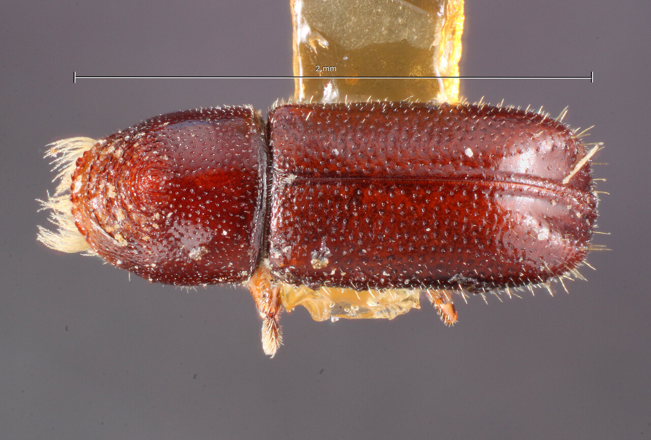 Genus / Species: Pityophthorus blandus | Image Author: TH Atkinson | Location: United States, California, Argus Mtns. | Image Type: holotype | Collection: Entomology