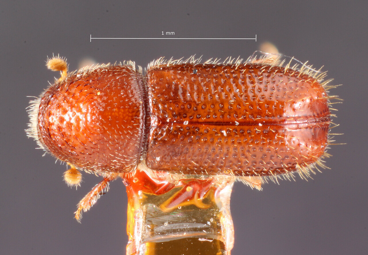 Genus / Species: Pityophthorus brevis | Image Author: TH Atkinson | Location: United States, Arizona, Kaibab N.F. | Image Type: holotype | Collection: Entomology