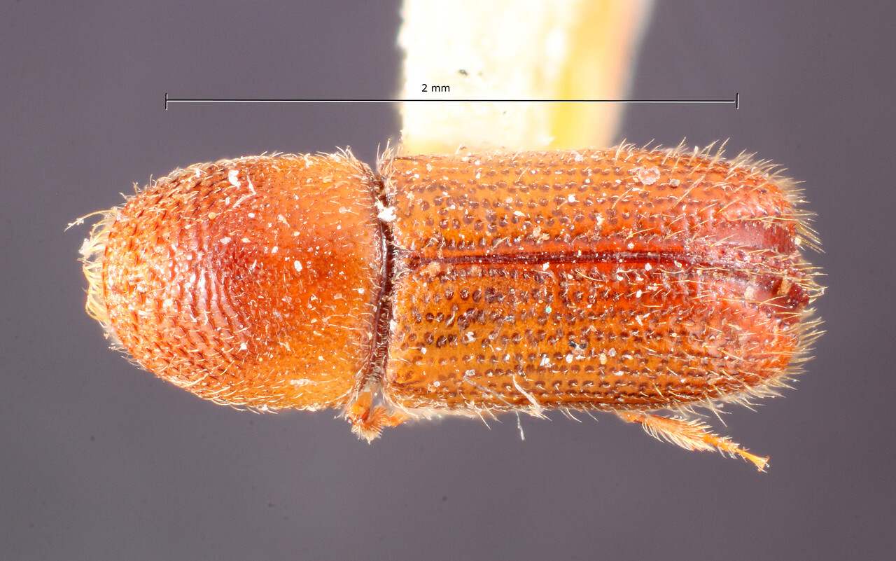 Genus / Species: Pityophthorus chalcoensis | Image Author: TH Atkinson | Location: México, México, Chalco | Image Type: holotype | Collection: Entomology