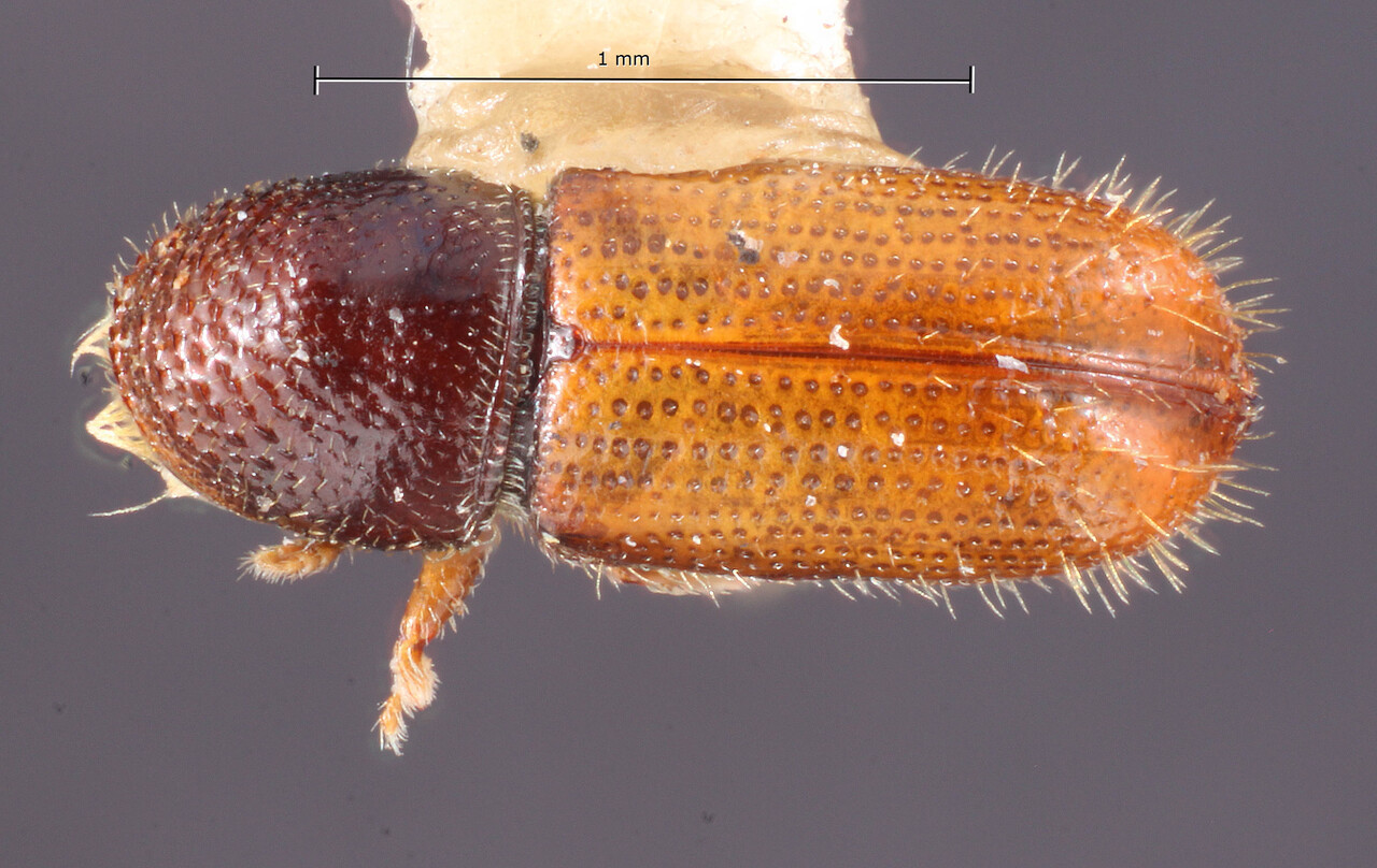 Genus / Species: Pityophthorus ciliatus | Image Author: TH Atkinson | Location: México, Veracruz, Xalapa | Image Type: holotype | Collection: Entomology