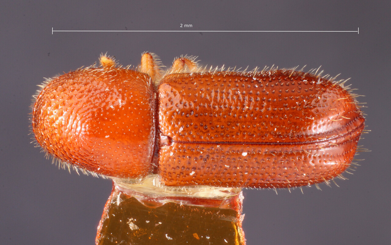 Genus / Species: Pityophthorus clarus | Image Author: TH Atkinson | Location: United States, Arizona, Kaibab N.F. | Image Type: holotype | Collection: Entomology