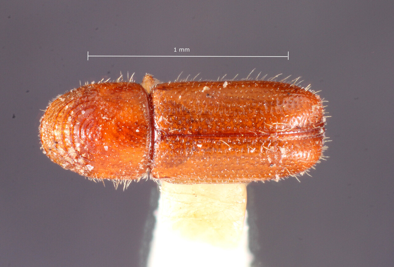 Genus / Species: Pityophthorus concentralis | Image Author: TH Atkinson | Location: United States, Florida, Biscayne Bay | Image Type: neotype | Collection: Entomology