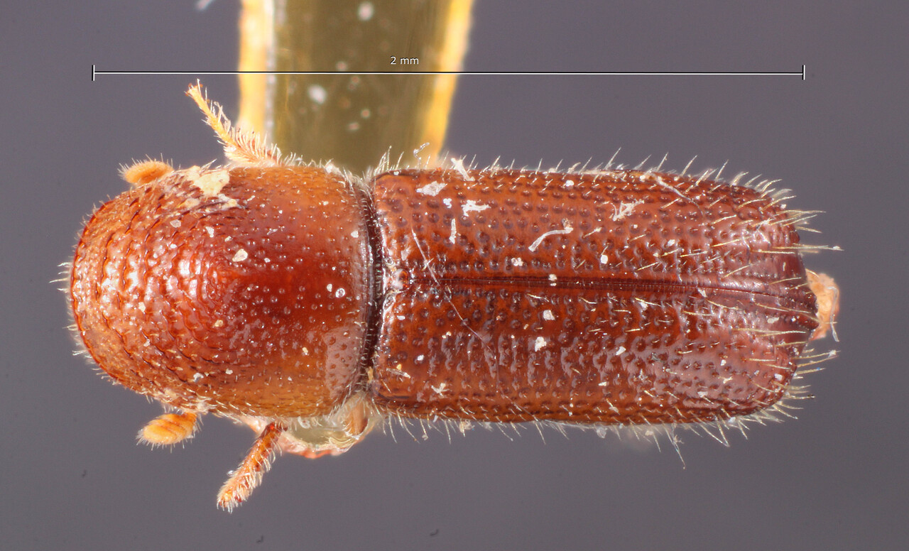 Genus / Species: Pityophthorus pullus | Image Author: TH Atkinson | Location: United States, Mississippi, Ripley | Image Type: holotype | Collection: Entomology