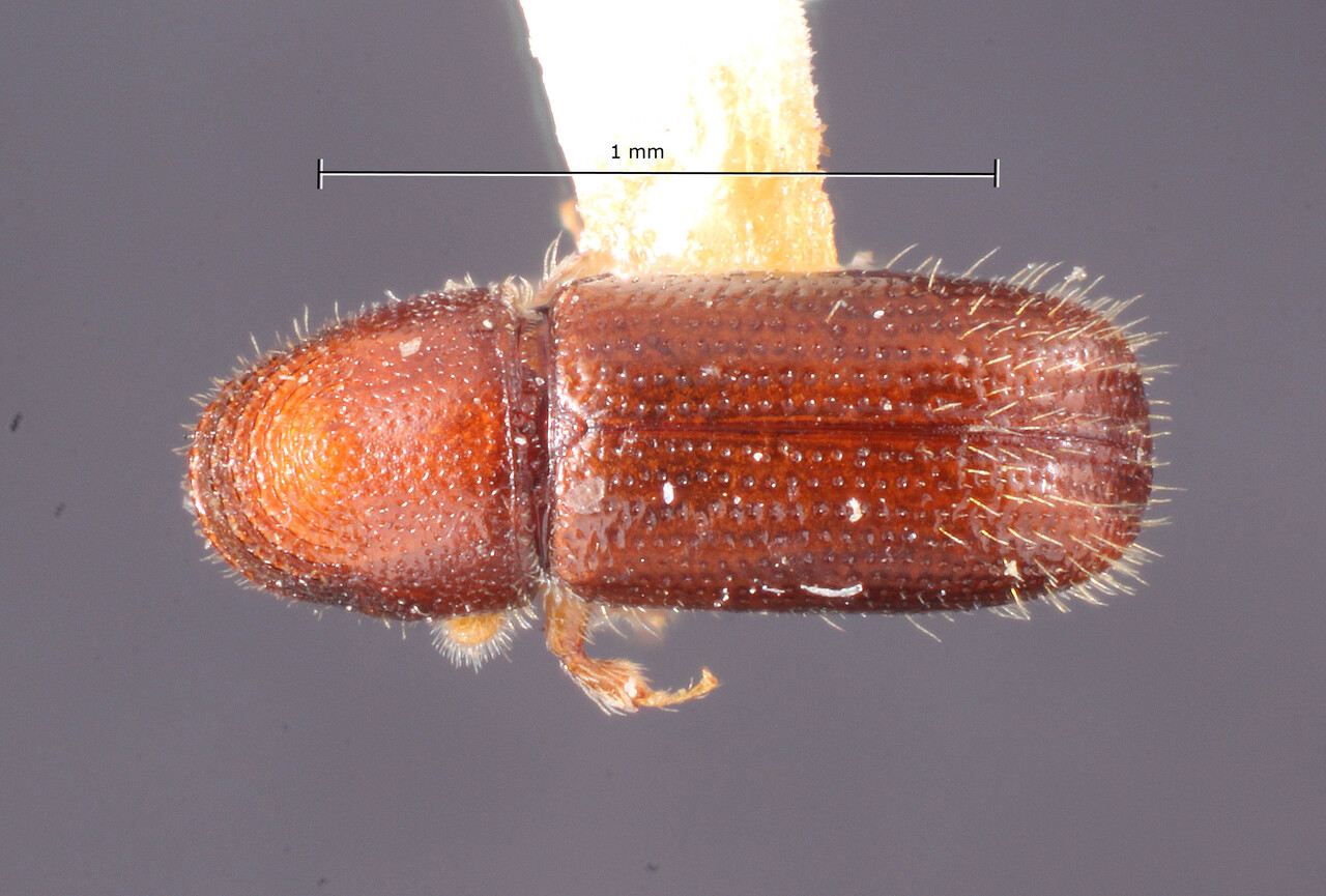 Genus / Species: Pityophthorus crinalis | Image Author: TH Atkinson | Location: United States, District of Columbia, Washington | Image Type: holotype | Collection: Entomology