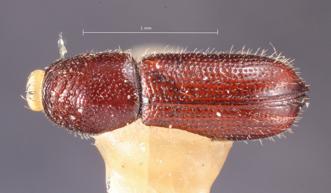 Genus / Species: Pityophthorus cuspidatus | Image Author: TH Atkinson | Location: México, Hidalgo, Jacala | Image Type: holotype | Collection: Entomology