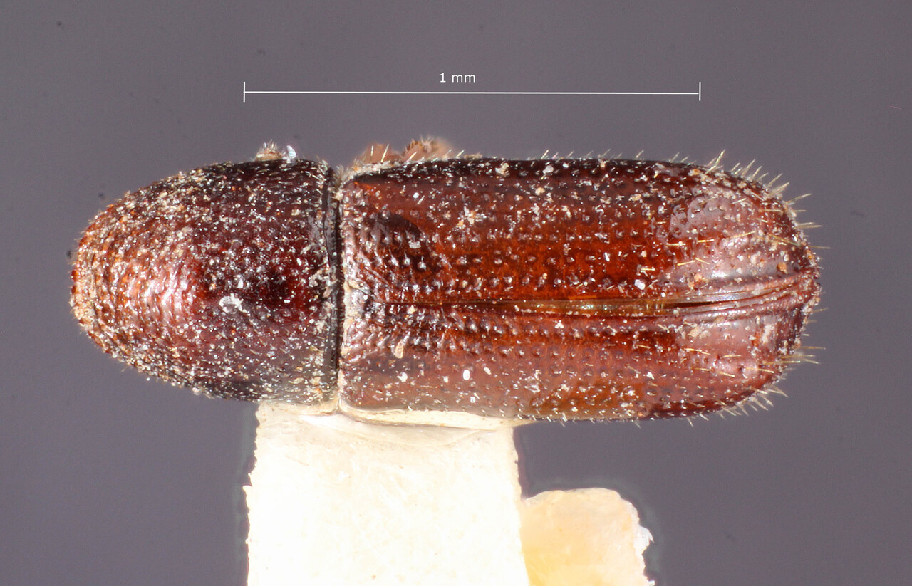 Genus / Species: Pityophthorus californicus | Image Author: TH Atkinson | Location: United States, California, Bonnie Doone | Image Type: holotype | Collection: Entomology