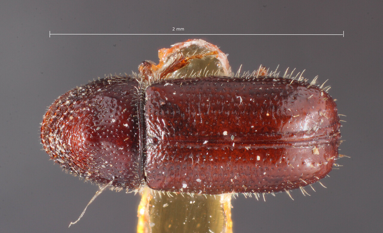 Genus / Species: Pityophthorus dentifrons | Image Author: TH Atkinson | Location: United States, Maine, Agriculural Experiment Station (Orono) | Image Type: holotype | Collection: Entomology