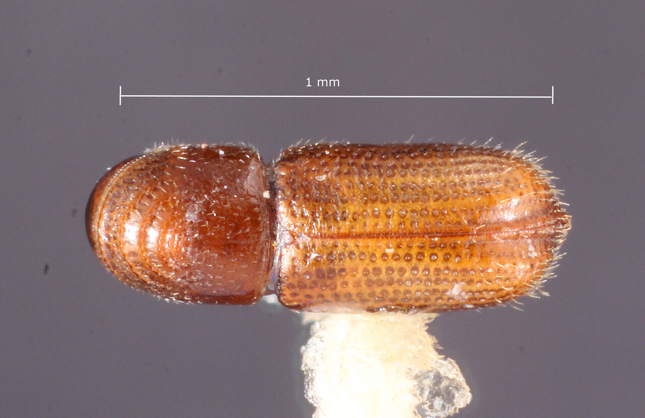Genus / Species: Pityophthorus dimidiatus | Image Author: TH Atkinson | Location: México, unknown, Mexico (country / region) | Image Type: holotype | Collection: Entomology