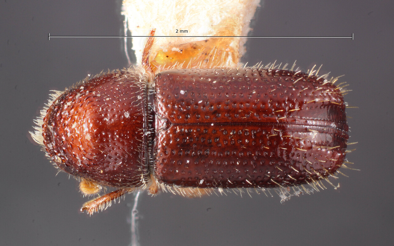 Genus / Species: Pityophthorus durus | Image Author: TH Atkinson | Location: United States, Arizona, Paradise | Image Type: holotype | Collection: Entomology