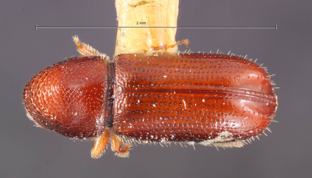 Genus / Species: Pityophthorus electus | Image Author: TH Atkinson | Location: United States, Oregon, Ashland | Image Type: holotype | Collection: Entomology