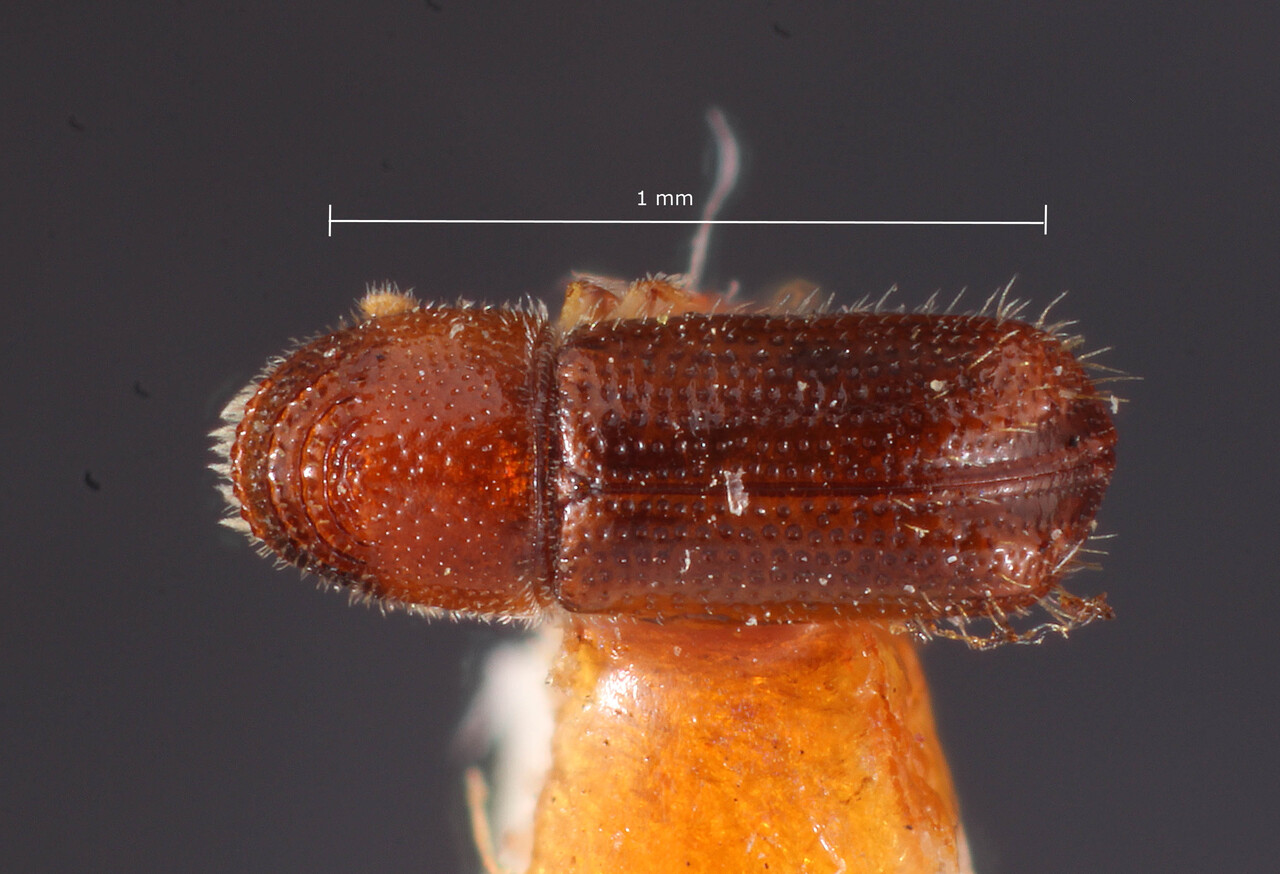Genus / Species: Pityophthorus virilis | Image Author: TH Atkinson | Location: United States, Texas, Montell | Image Type: holotype | Collection: Entomology