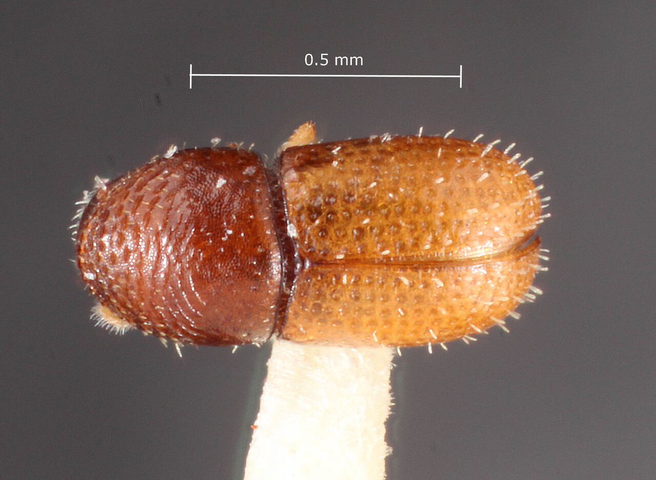 Genus / Species: Eidophelus stephegynis | Image Author: TH Atkinson | Location: Phillipines, Mindoro, Calapan | Image Type: holotype | Collection: Entomology