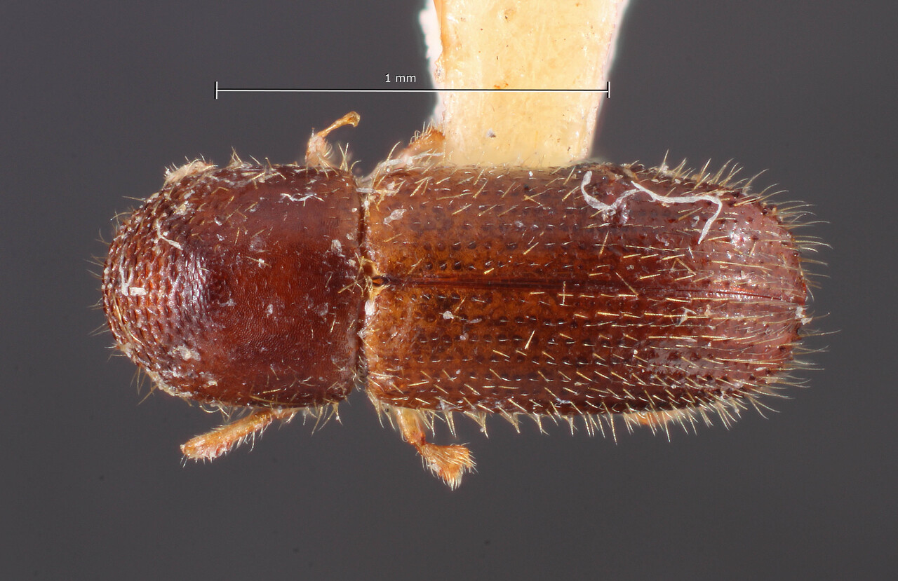 Genus / Species: Xyleborinus buscki | Image Author: TH Atkinson | Location: Lesser Antilles, Guadeloupe, Guadeloupe | Image Type: holotype | Collection: Entomology