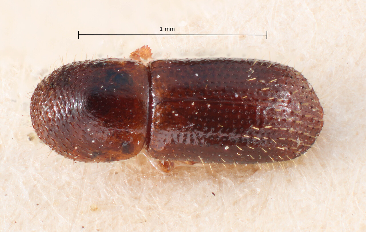 Genus / Species: Xyleborus pusio | Image Author: TH Atkinson | Location: Lesser Antilles, Guadeloupe, Trois Rivieres | Image Type: holotype | Collection: Entomology