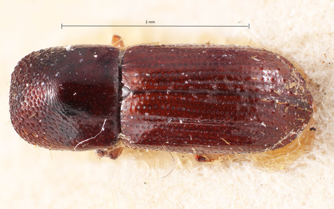 Genus / Species: Euwallacea caraibicus | Image Author: TH Atkinson | Location: Lesser Antilles, Guadeloupe, Guadeloupe | Image Type: holotype | Collection: Entomology
