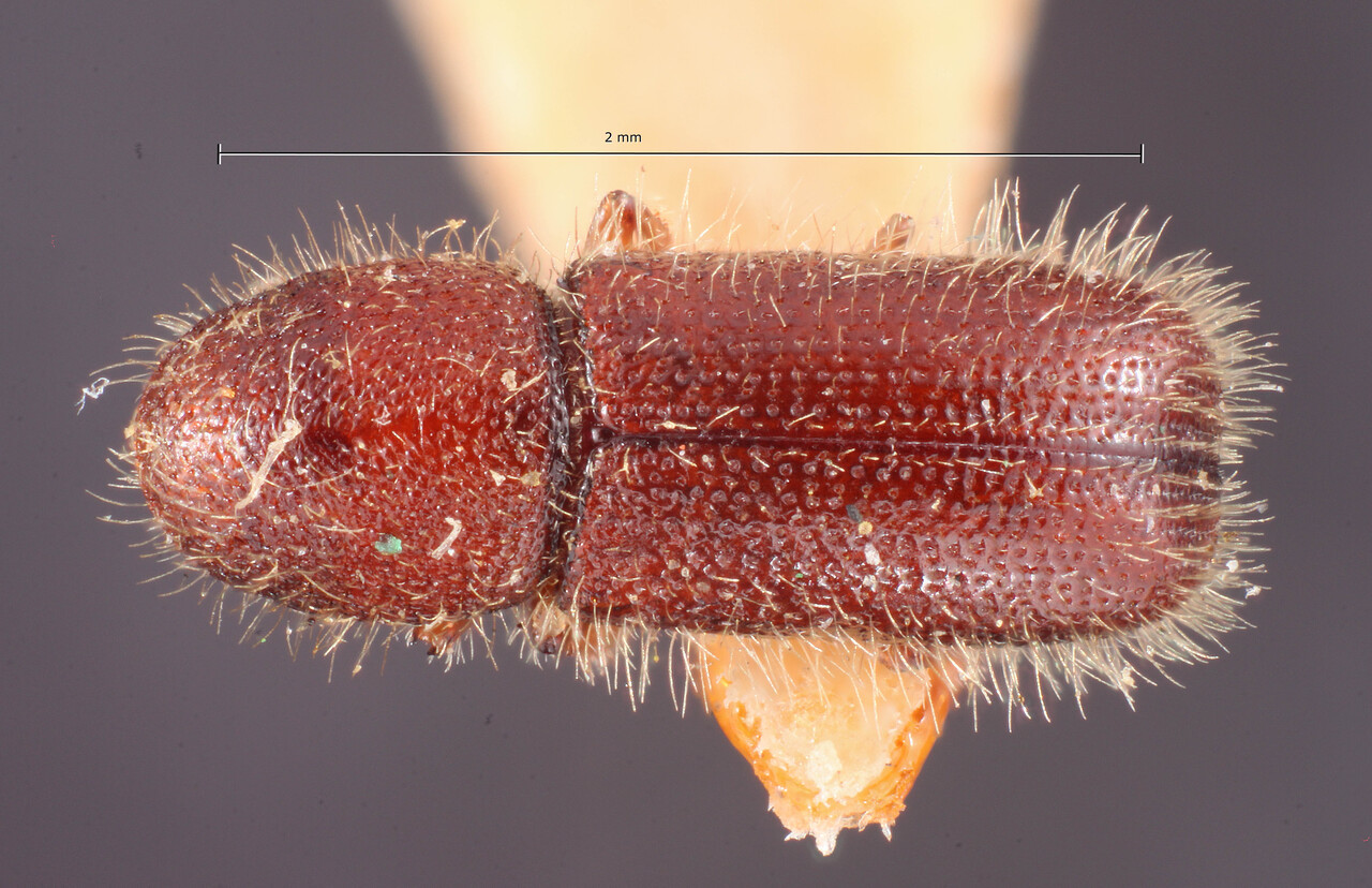 Genus / Species: Dendrocranulus knausi | Image Author: TH Atkinson | Location: United States, Kansas, Ashland | Image Type: holotype | Collection: Entomology