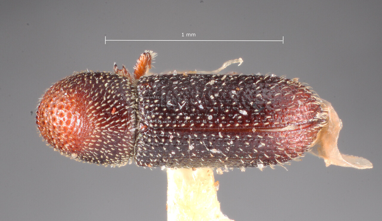 Genus / Species: Micracisella subnitida | Image Author: TH Atkinson | Location: United States, Arizona, Sta. Rita Mtns. | Image Type: holotype | Collection: Entomology