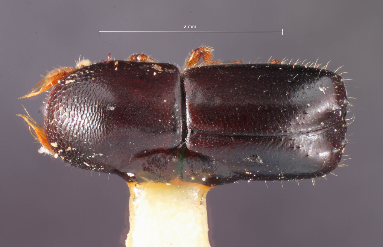 Genus / Species: Monarthrum difficile | Image Author: TH Atkinson | Location: Costa Rica, San José, Escasú | Collection: Entomology