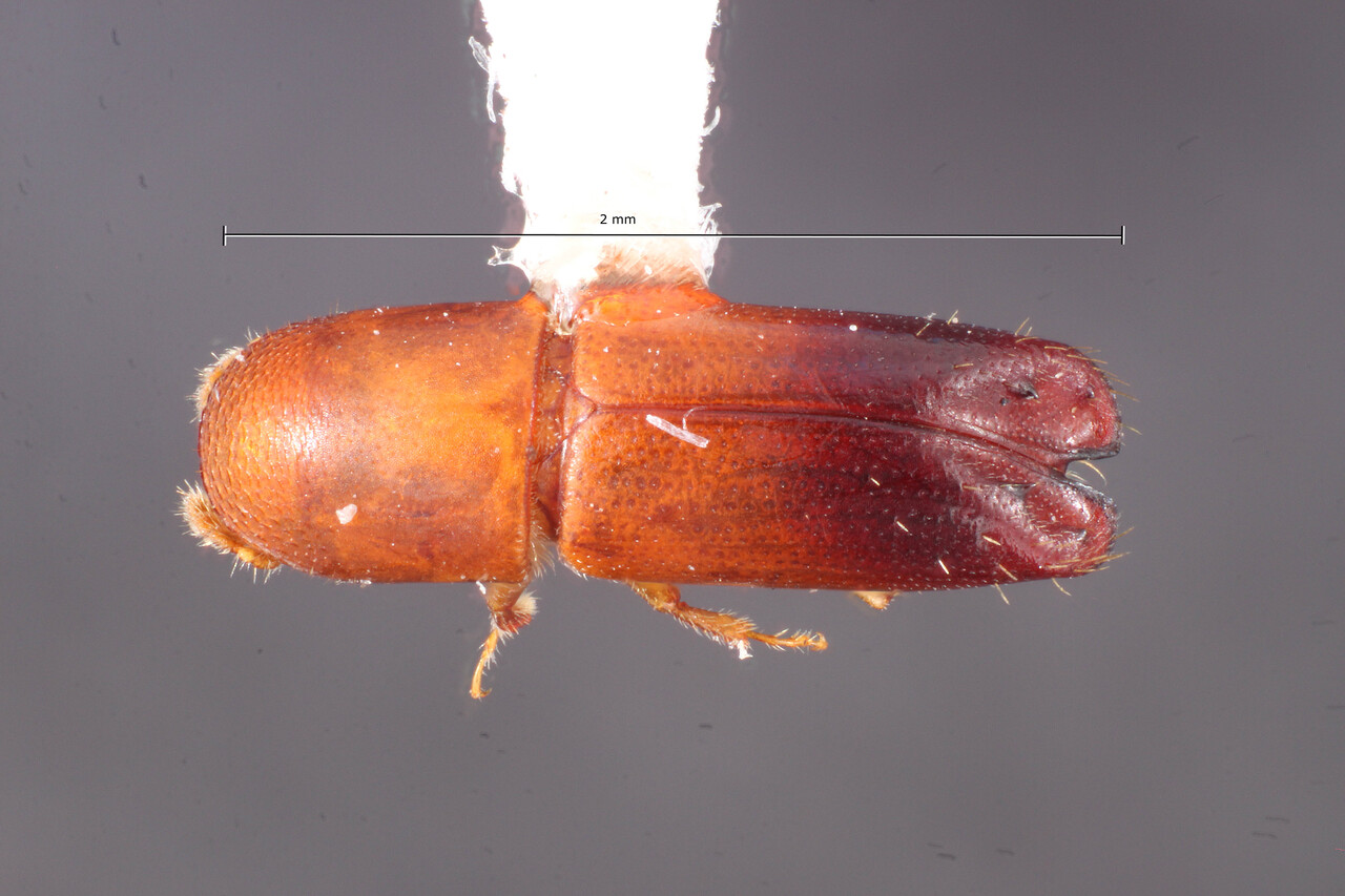 Genus / Species: Monarthrum dimidiatum | Image Author: TH Atkinson | Location: Venezuela, Miranda, El Laurel Experimental Farm, 12 km SW Caracas | Collection: Entomology