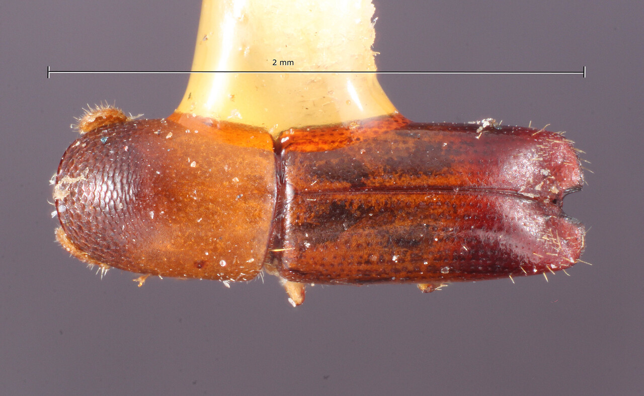 Genus / Species: Monarthrum exornatum | Image Author: TH Atkinson | Location: México, Oaxaca, Totolapan | Collection: Entomology