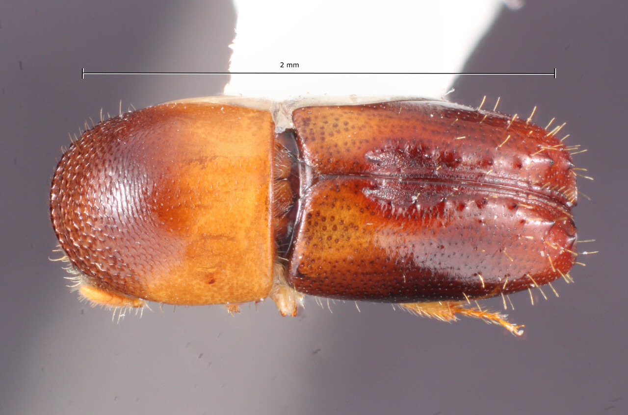 Genus / Species: Monarthrum ferrarii | Image Author: TH Atkinson | Location: México, Veracruz, Lake Catemaco | Collection: Entomology