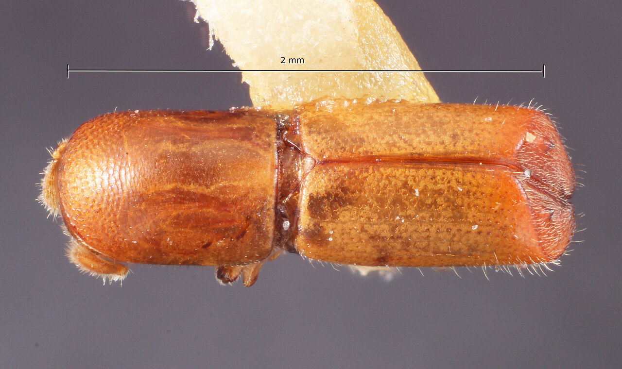 Genus / Species: Monarthrum hagedorni | Image Author: TH Atkinson | Location: Venezuela, Barinas, Socopo, 40 km SE | Collection: Entomology