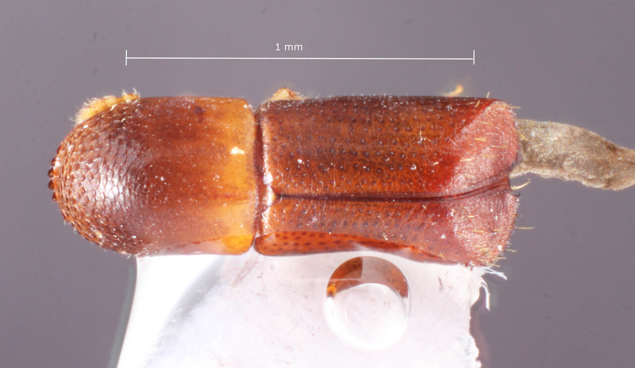 Genus / Species: Monarthrum insolitum | Image Author: TH Atkinson | Location: Brazil, Amazonas, Reserva Ducke | Collection: Entomology