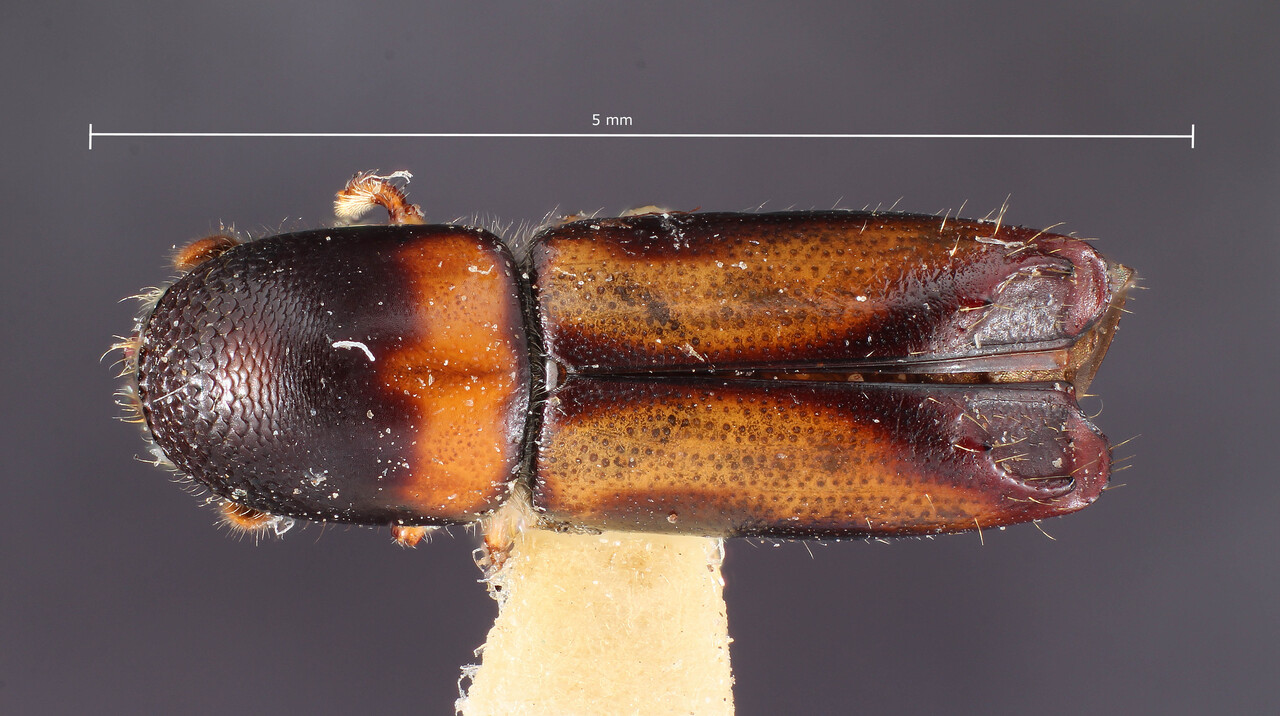 Genus / Species: Monarthrum intermedium | Image Author: TH Atkinson | Location: Perú, Huanuco, Shishmay vicinity | Collection: Entomology