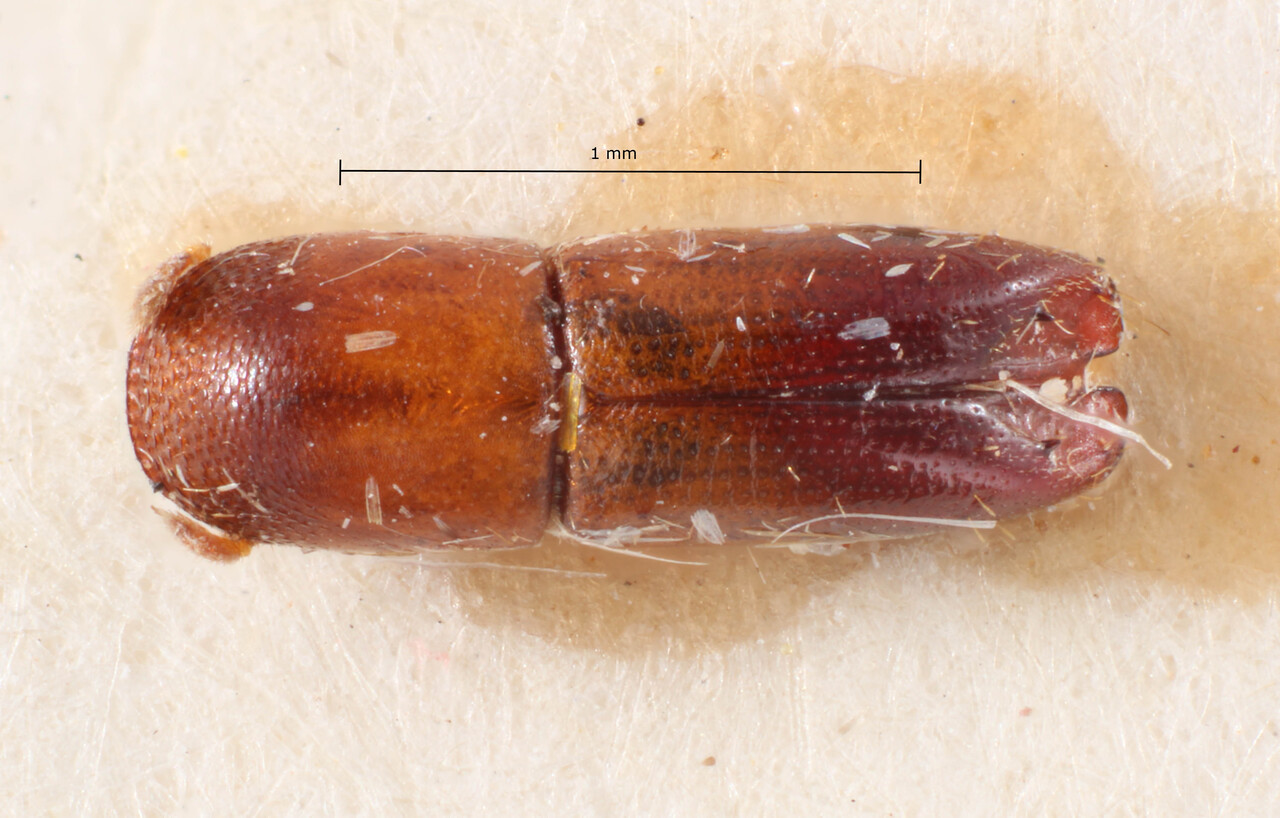 Genus / Species: Monarthrum minutissimum | Image Author: TH Atkinson | Location: Paraguay, Caaguazu, Carumbé | Collection: Entomology