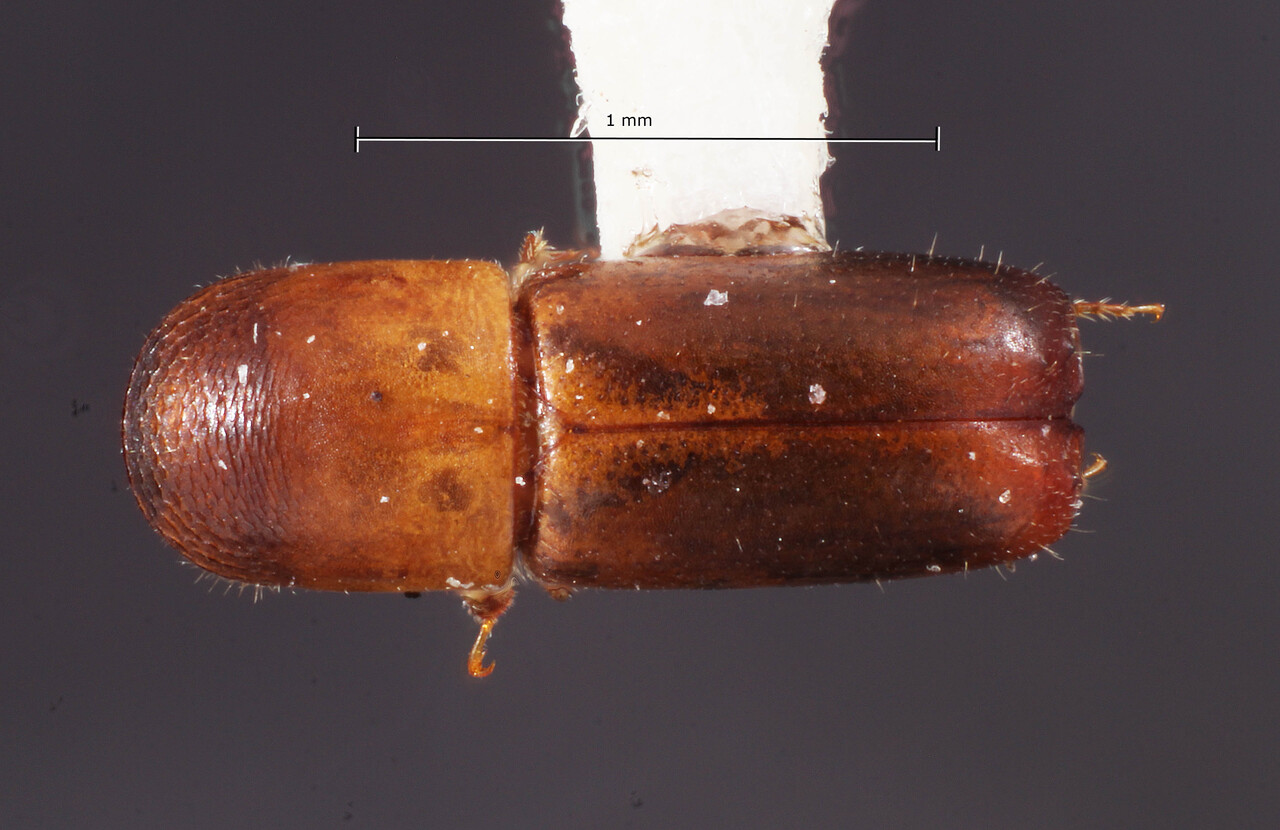 Genus / Species: Monarthrum minutum | Image Author: TH Atkinson | Location: Venezuela, Miranda, El Laurel Experimental Farm, 12 km SW Caracas | Collection: Entomology