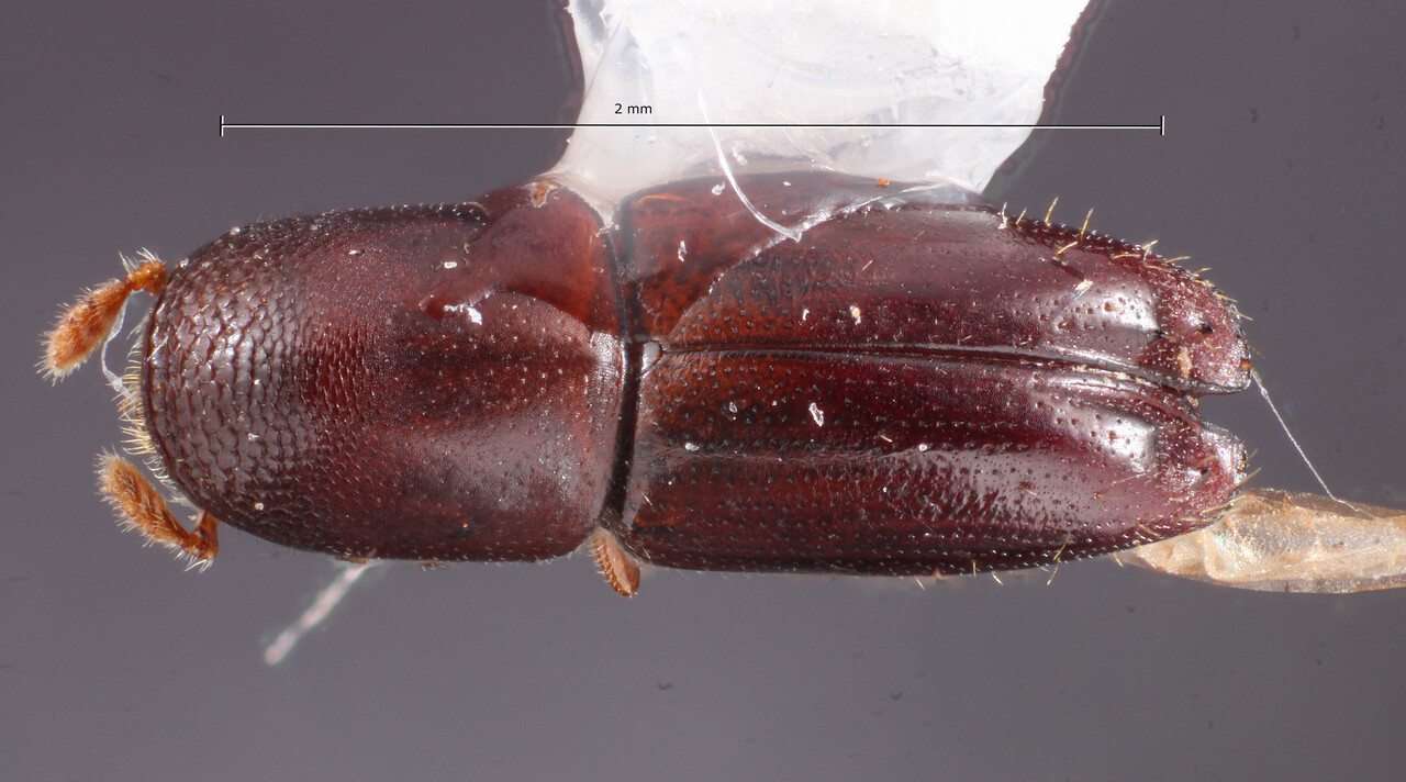 Genus / Species: Monarthrum nudum | Image Author: TH Atkinson | Location: Brazil, São Paulo, São Paulo (estado) | Collection: Entomology