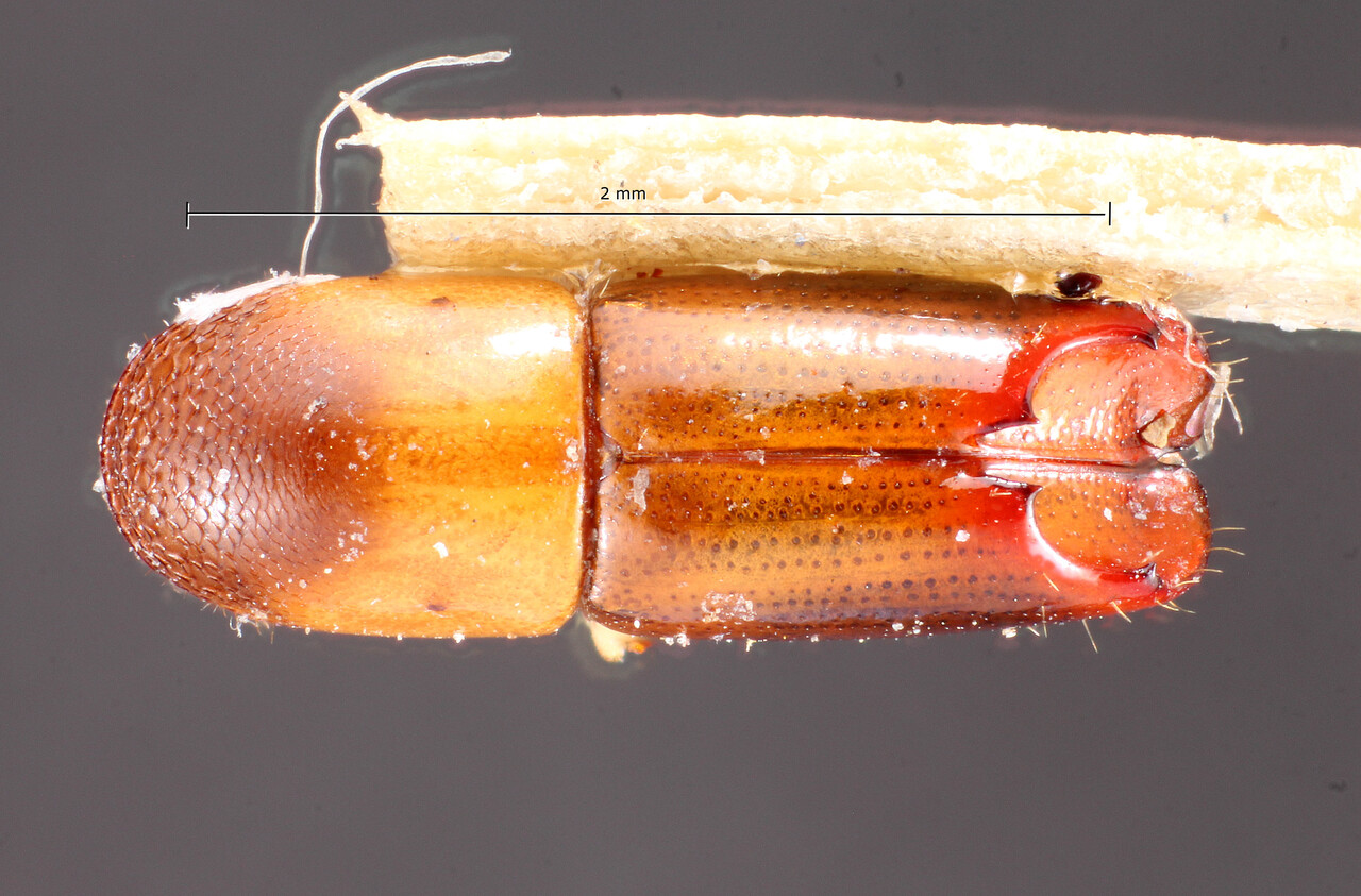 Genus / Species: Monarthrum parvum | Image Author: TH Atkinson | Location: Guyana, Manaka | Image Type: paratype | Collection: Entomology