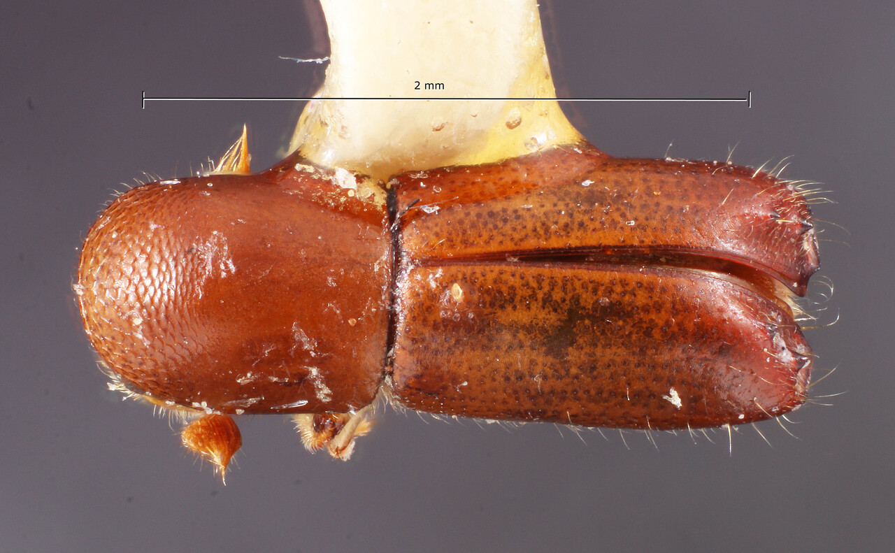 Genus / Species: Monarthrum punctifrons | Image Author: TH Atkinson | Location: Costa Rica, Cartago, Cartago, 15 km SE | Collection: Entomology