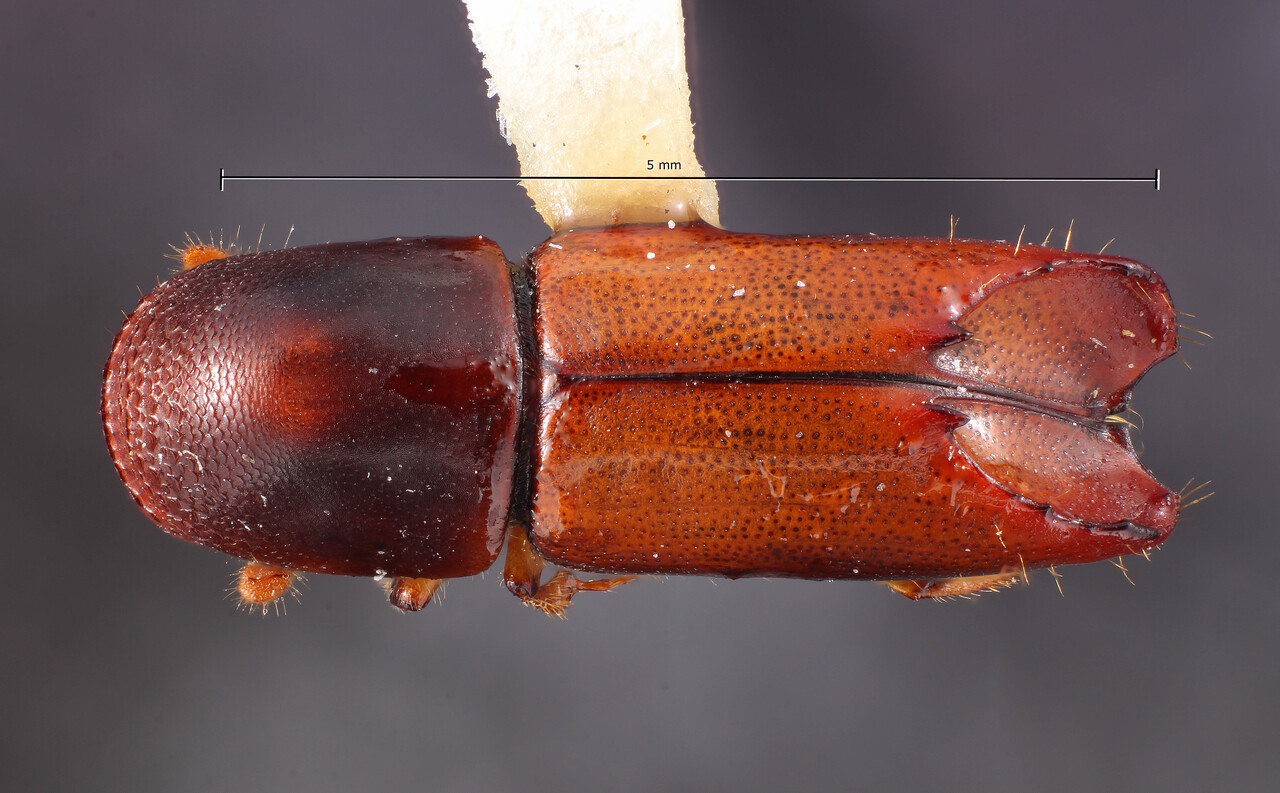 Genus / Species: Monarthrum scrobiceps | Image Author: TH Atkinson | Location: Venezuela, Mérida, La Carbonera, 50 km NE Merida | Collection: Entomology