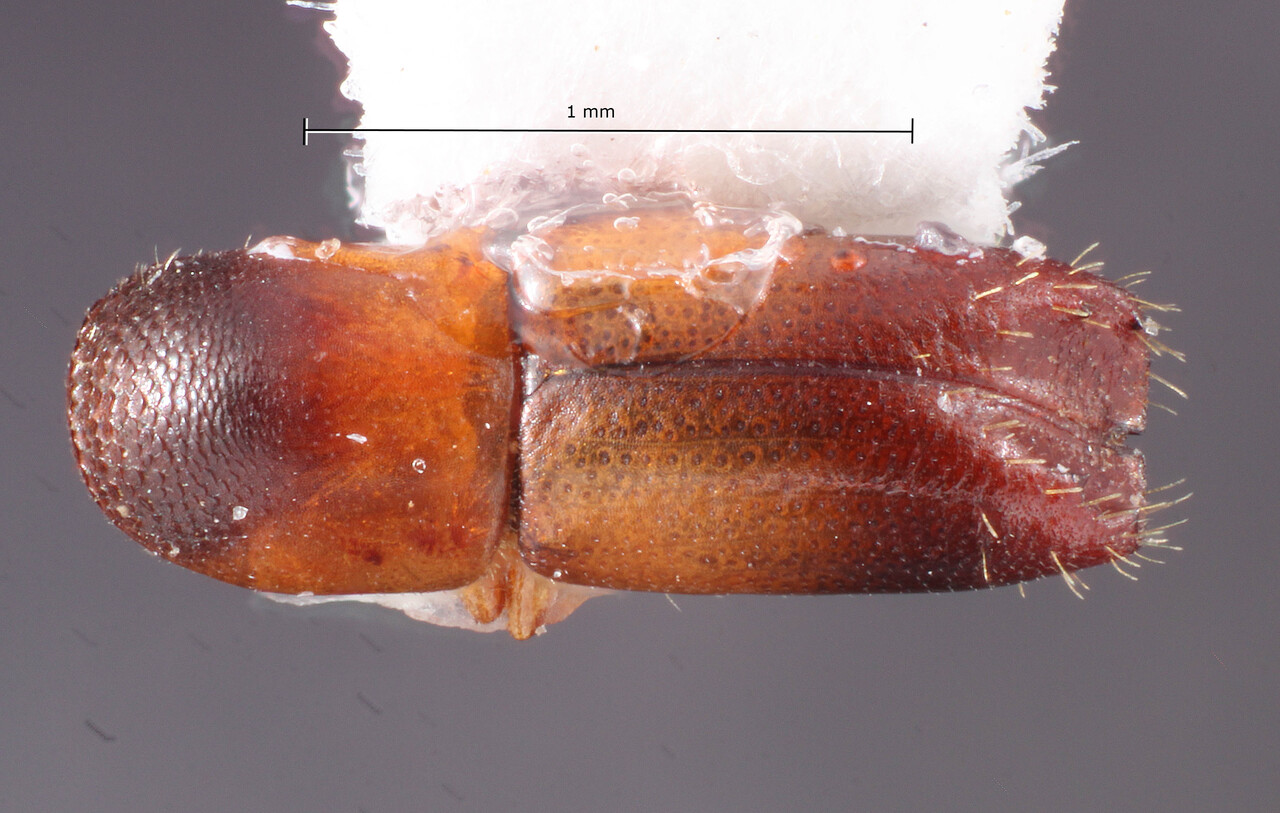 Genus / Species: Monarthrum semipallens | Image Author: TH Atkinson | Location: Brazil, São Paulo, Ibaté | Collection: Entomology