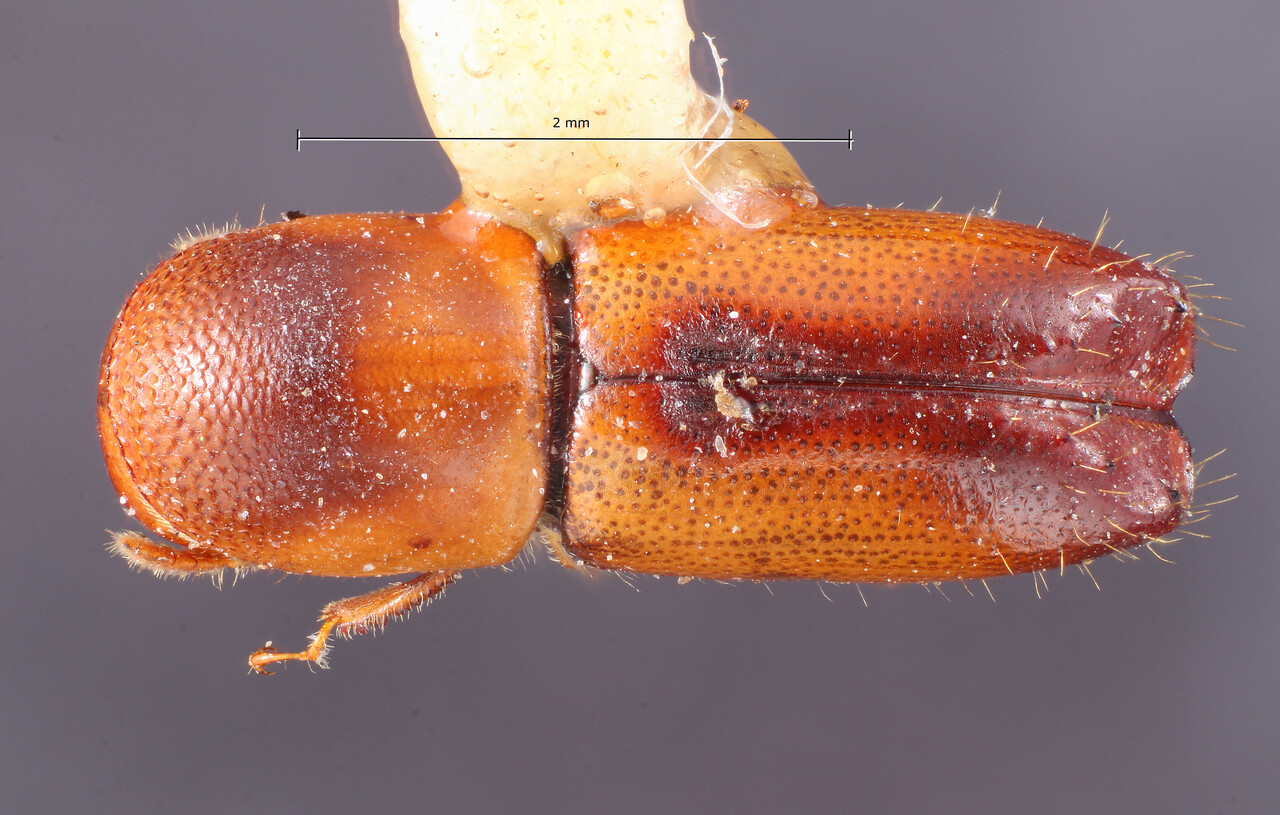 Genus / Species: Monarthrum sulcatum | Image Author: TH Atkinson | Location: Panamá, Chiriquí, Cerro Punta | Collection: Entomology