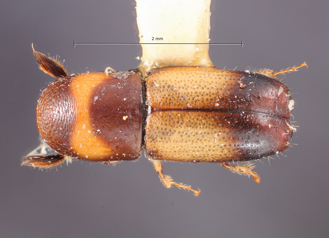Genus / Species: Monarthrum vittatum | Image Author: TH Atkinson | Location: Costa Rica, San José, Cerro de la Muerte | Collection: Entomology
