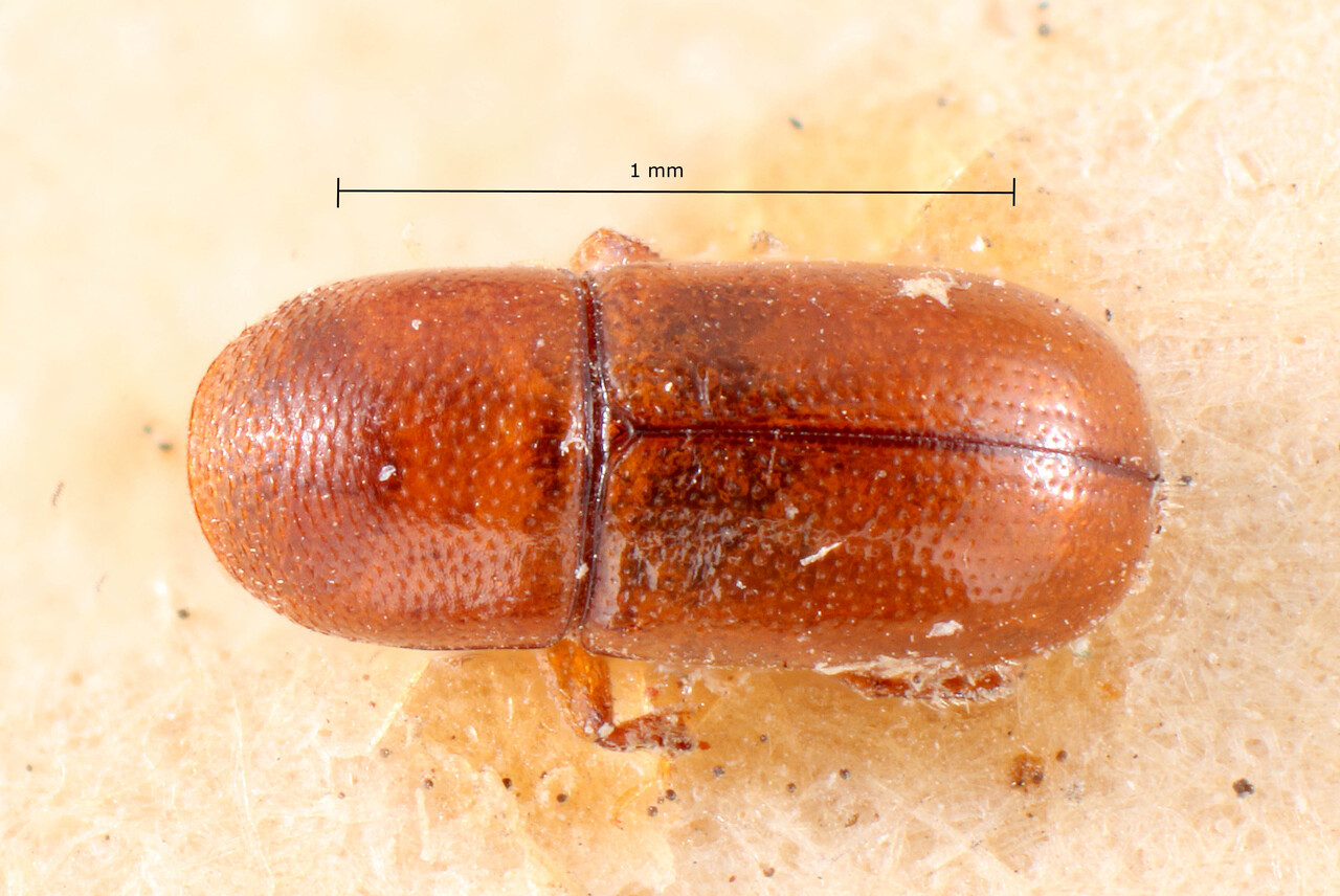 Genus / Species: <i>Scolytodes pseudobicolor</i> | Image Author: TH Atkinson | Location: Lesser Antilles, Guadeloupe, Trois Rivieres | Image Type: holotype | Collection: Entomology