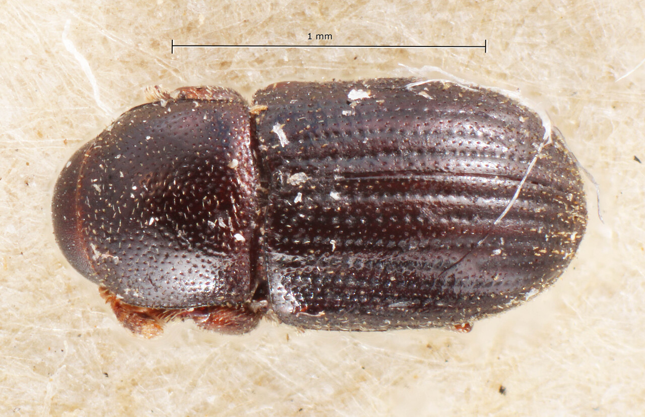 Genus / Species: Scolytodes adustus | Image Author: TH Atkinson | Location: Bolivia, Cochabamba, Cochabamba (departamento) | Image Type: holotype | Collection: Entomology