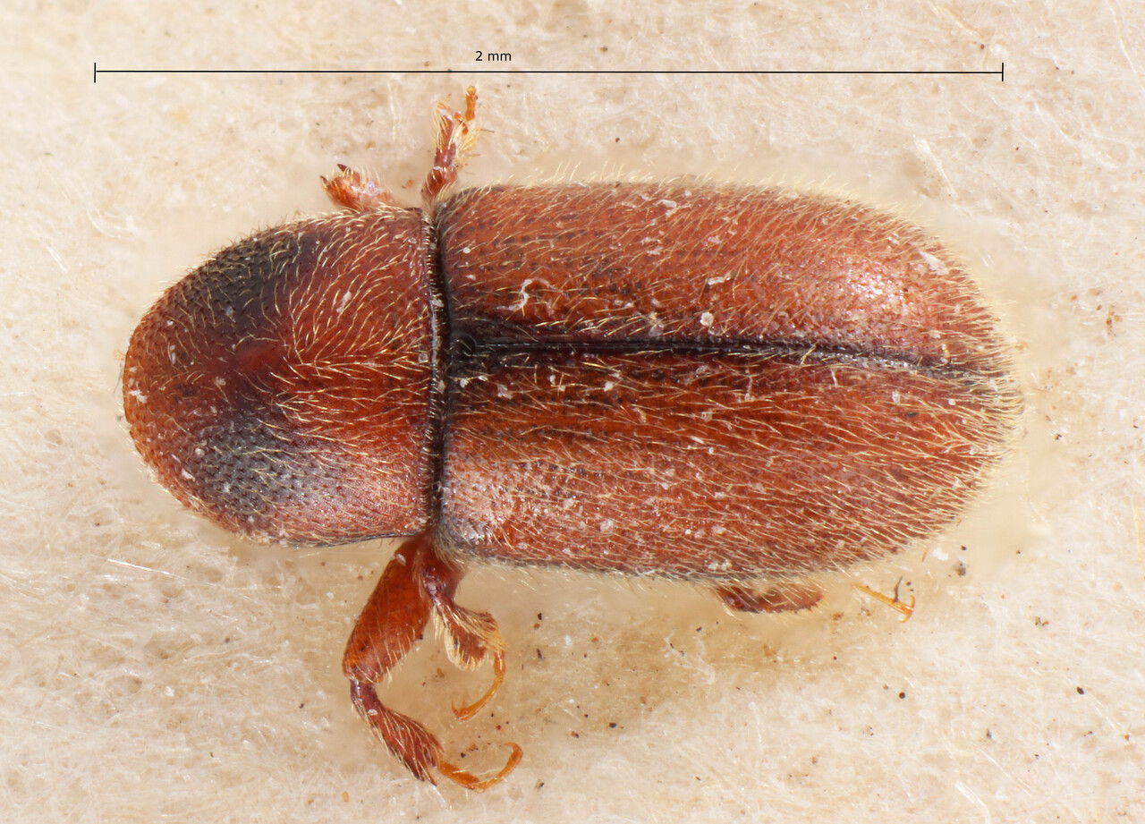 Genus / Species: Scolytodes confusus | Image Author: TH Atkinson | Location: Bolivia, Cochabamba, Cochabamba (departamento) | Image Type: lectotype | Collection: Entomology