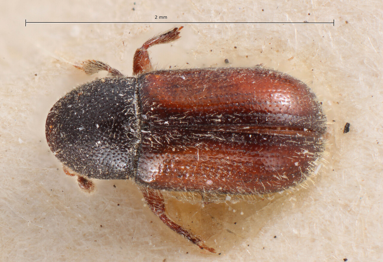 Genus / Species: Scolytodes limbatus | Image Author: TH Atkinson | Location: Bolivia, Cochabamba, Cochabamba (departamento) | Image Type: holotype | Collection: Entomology