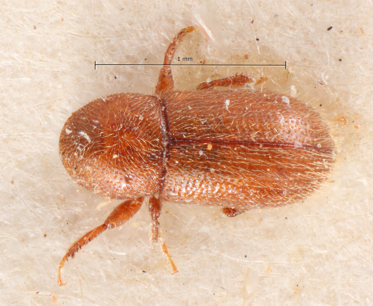 Genus / Species: Scolytodes parvus | Image Author: TH Atkinson | Location: Bolivia, Cochabamba, Cochabamba (departamento) | Image Type: holotype | Collection: Entomology